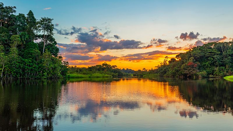 La capacidad de la biodiversidad forestal para mitigar las emisiones de CO2 podría perderse con el cambio climático