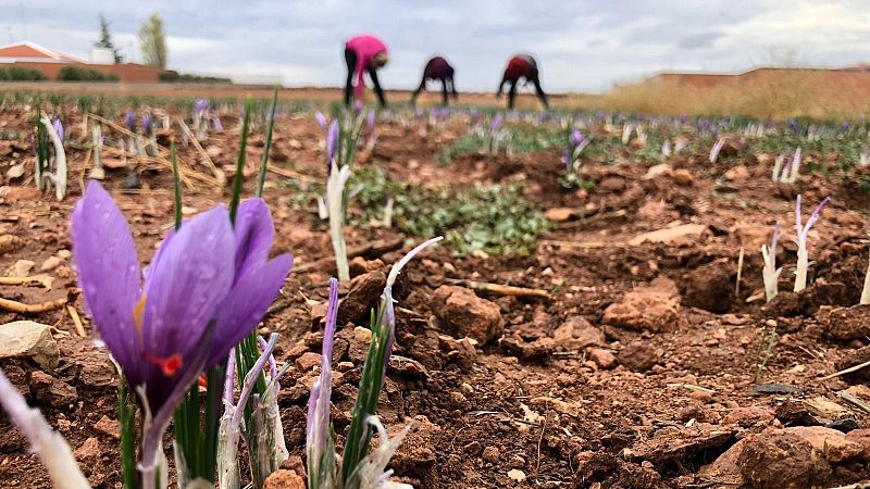 Los campos de La Mancha se tiñen de morado azafrán