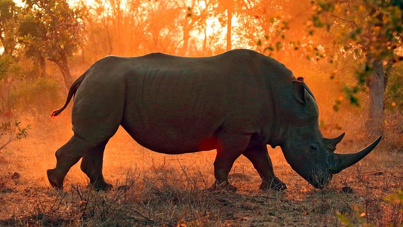 El mundo perdido de Burunda: cuando los rinocerontes vagaban por la península