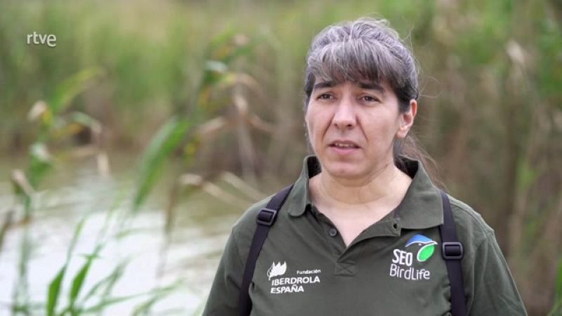La bióloga Ana Bermejo nos desvela por qué las cigüeñas ya no migran