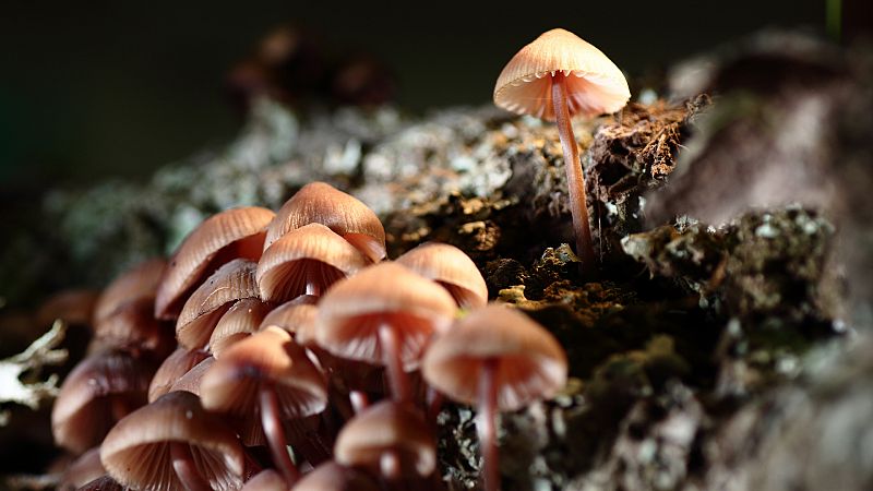 Amanitas, níscalos, setas engañosas... ¿cuáles podemos coger?