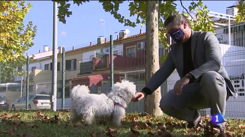El "Método Arcón", un programa de adiestramiento canino para rastrear COVID