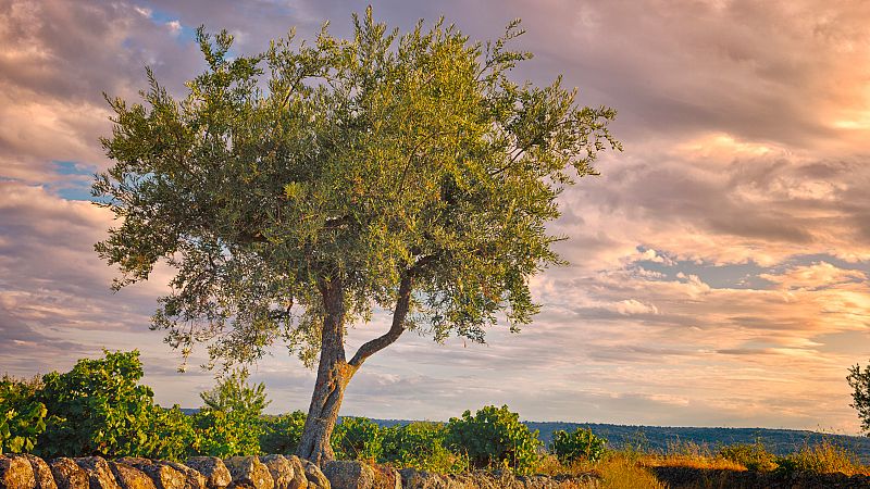 El Olivo: España atesora el mayor olivar del mundo