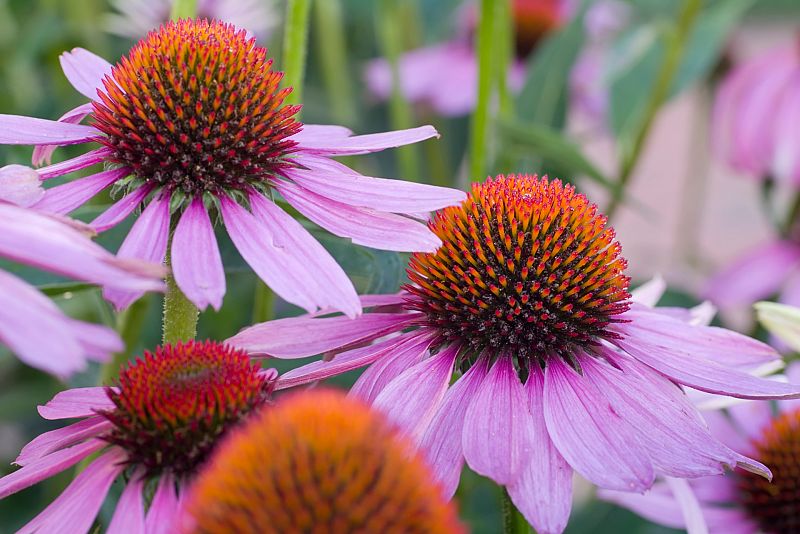 Echinacea: la gran medicina de las praderas indias