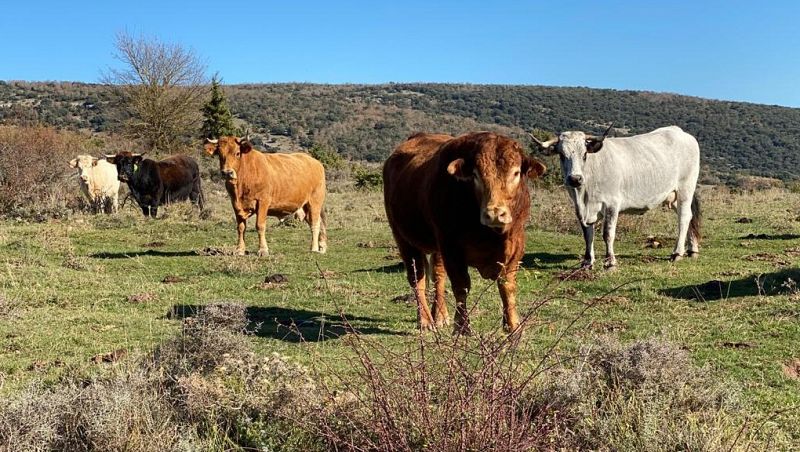 Los ganaderos incorporan la digitalización para geolocalizar a sus animales