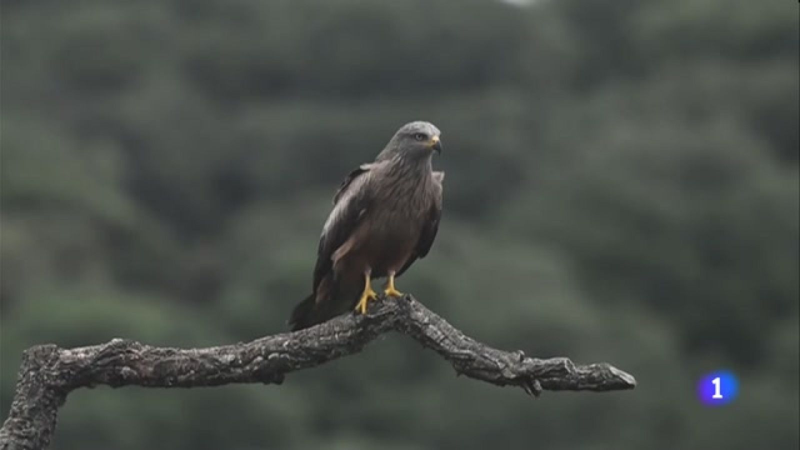 Catalunya perd una quarta part dels animals vertebrats en tan sols 18 anys