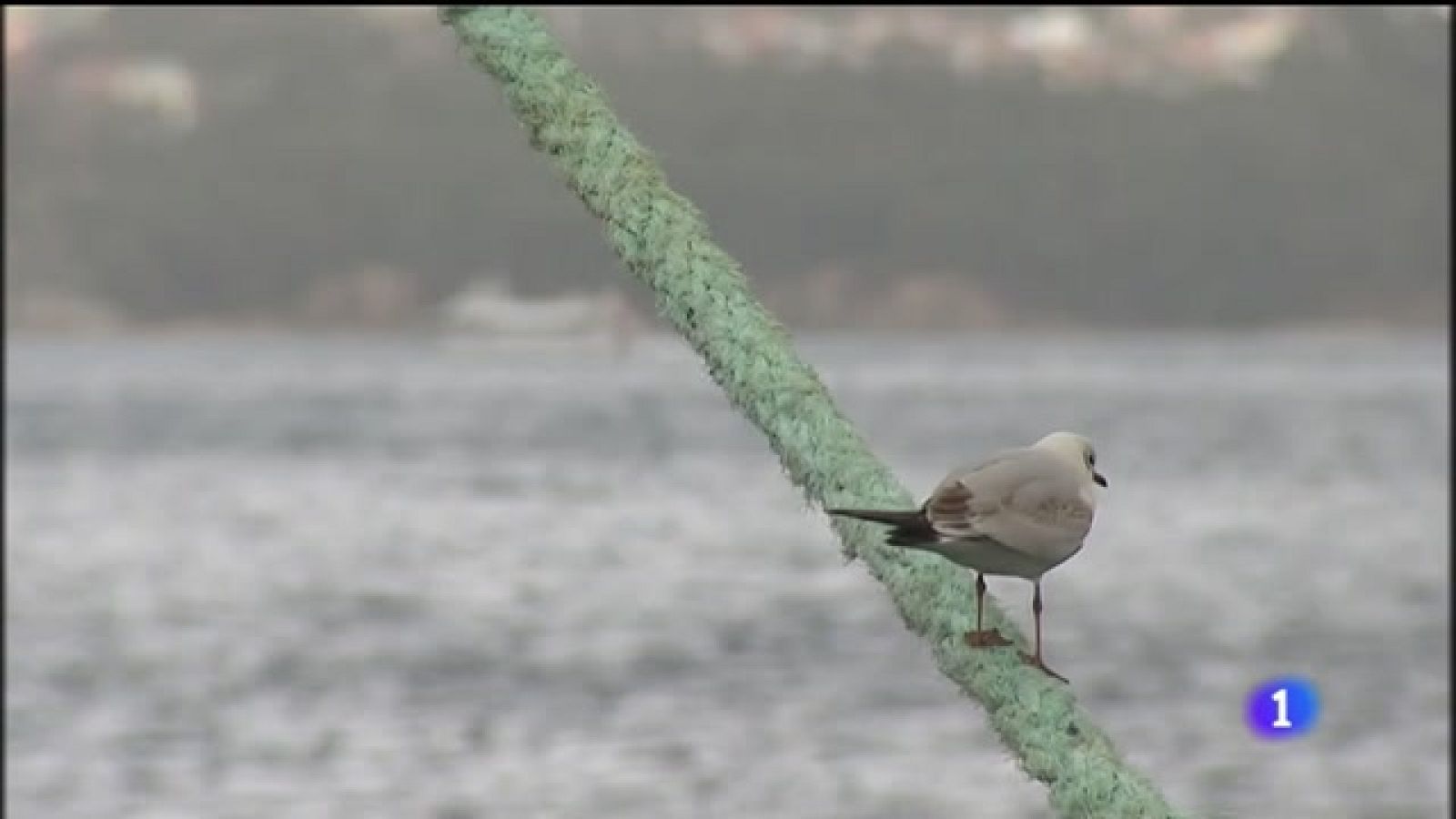 Máis de 100 barcos galegos e milleiros de empregos pendentes das negociacións do Brexit