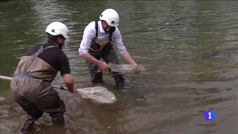Los salmones remontan con retraso los ríos cántabros