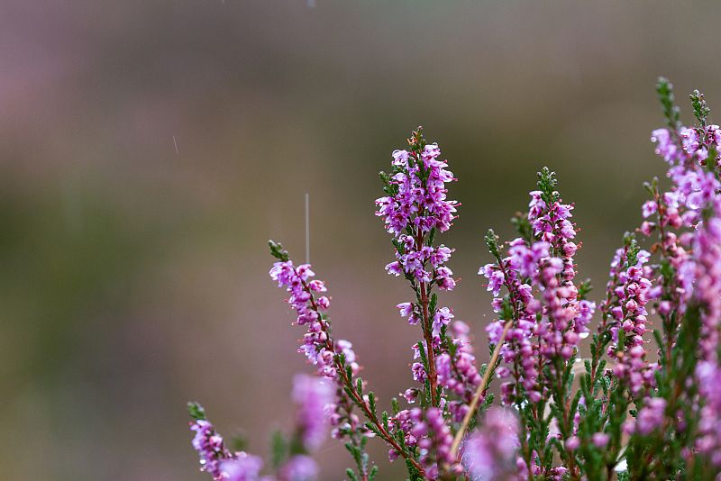 Todo lo que Juan Plantas nos ha enseñado... del invierno