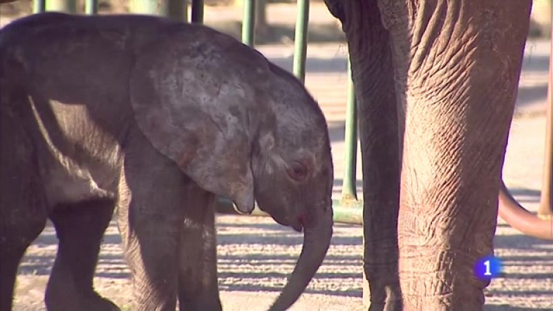 Nace en el Parque de la Naturaleza de Cabárceno la tercera generación de elefante africano