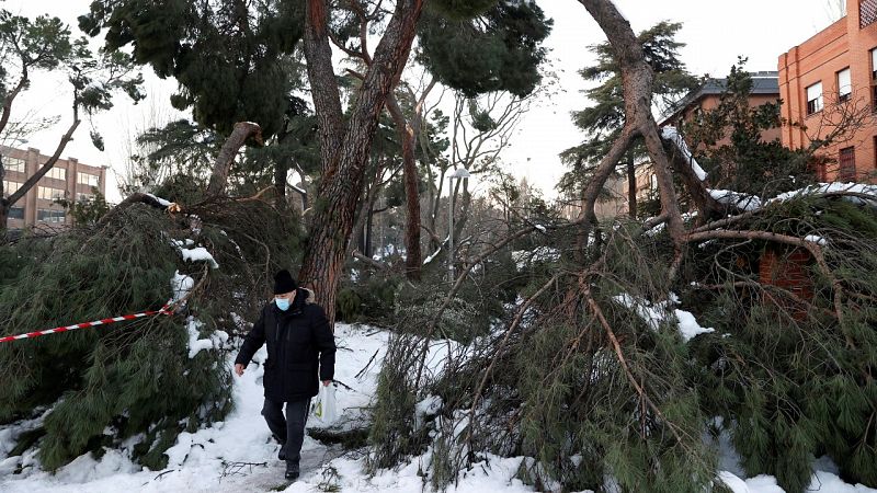 Dañados más de 649.000 árboles por la gran nevada en Madrid