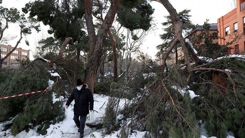 El temporal de nieve deja a su paso una auténtica catástrofe vegetal en Madrid