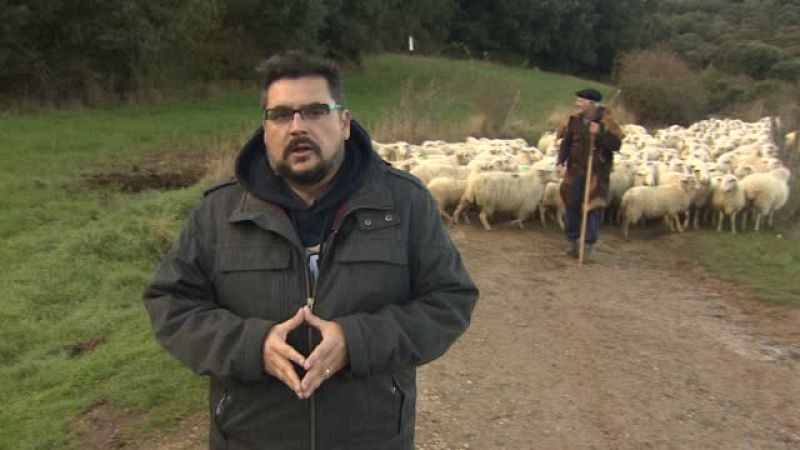 'Perros médicos': capaces de detectar nuestras enfermedades y salvar vidas