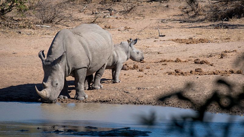 La caza furtiva de rinocerontes en Sudáfrica cayó un 34% en 2020 por las restricciones de la pandemia