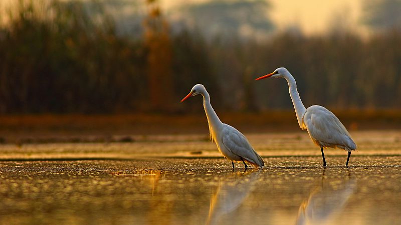 El Doana, el Delta del Ebro... un paseo por 5 humedales en Espaa