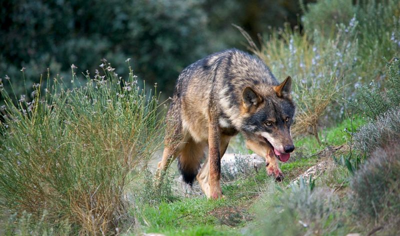 La caza del lobo quedará prohibida en toda España