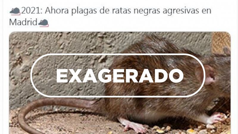 Rata negra en Madrid: ni gigante ni más agresiva