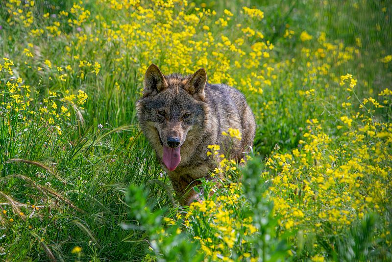Asturias, Cantabria, Galicia y Castilla y León irán a los tribunales si se prohibe la caza del lobo