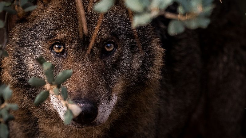 El lobo ibérico: una especie ¿protegida?
