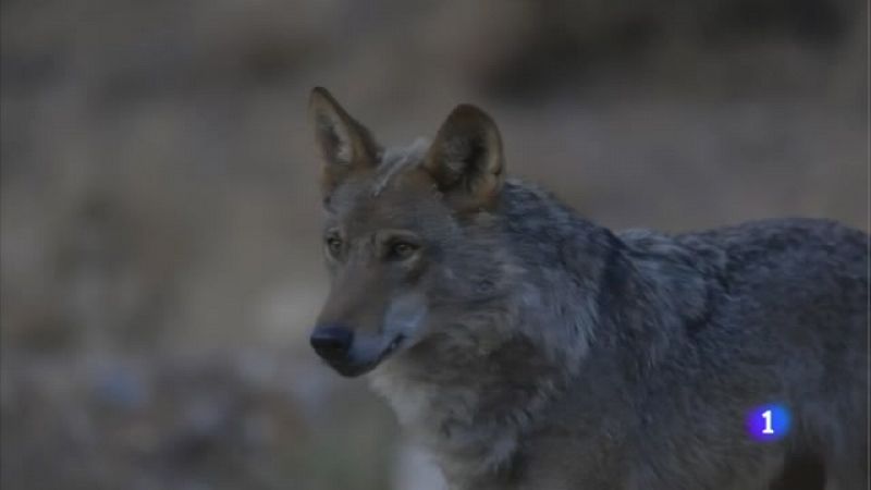 Cantabria acusa al Ministerio de "abrir la guerra  civil" del lobo