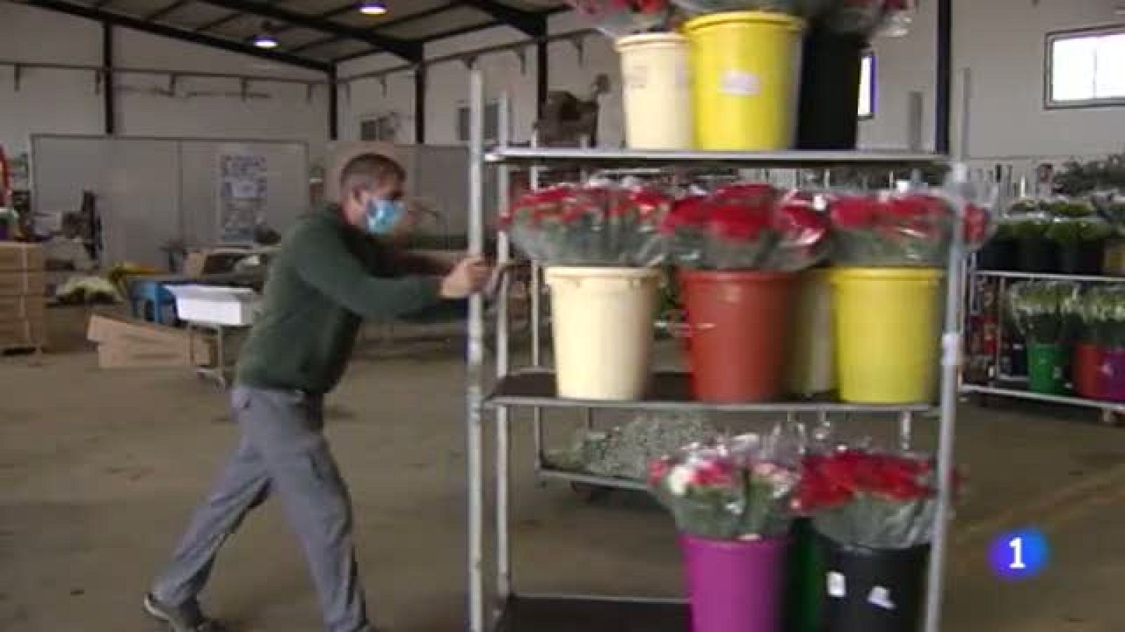 El sector andaluz de la flor cortada, pendiente de San Valentín | Ver