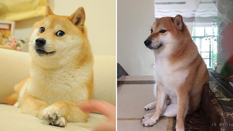 Doge y Cheems vuelven por San Valentín