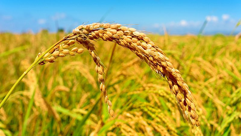 "El arroz me habla": el da a da de un productor de arroz