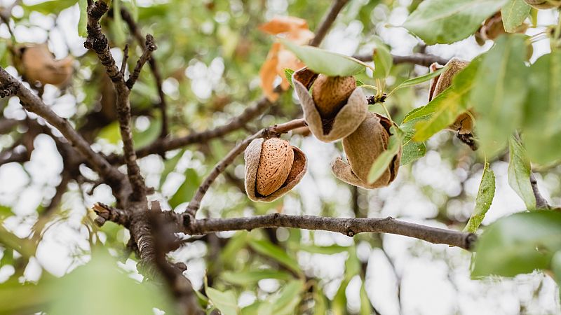 Día de las Almendras, ¿cómo les está afectando el cambio climático?