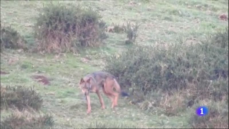 La protección del lobo ibérico indigna a los ganaderos cántabros