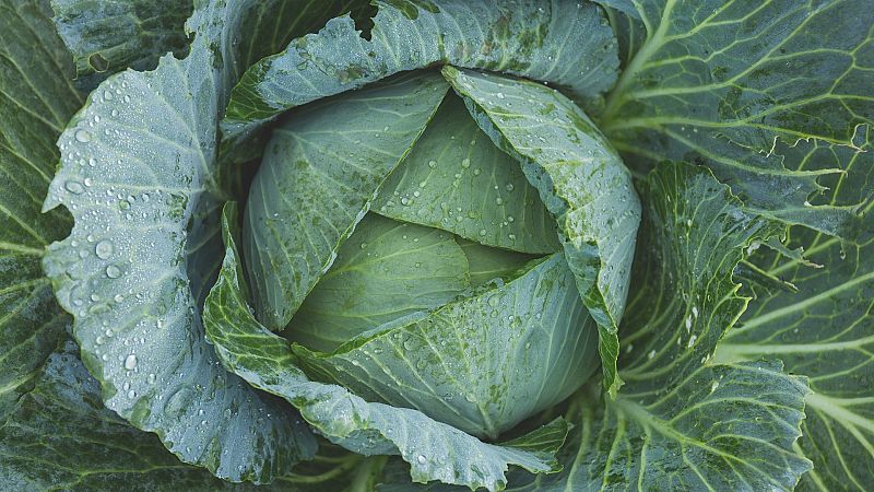 �Col, berza, kale o repollo? Diferencias y usos