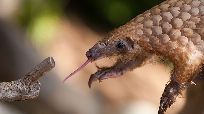 ¿Qué animales se encuentran en peligro de extinción debido a medicinas tradicionales?