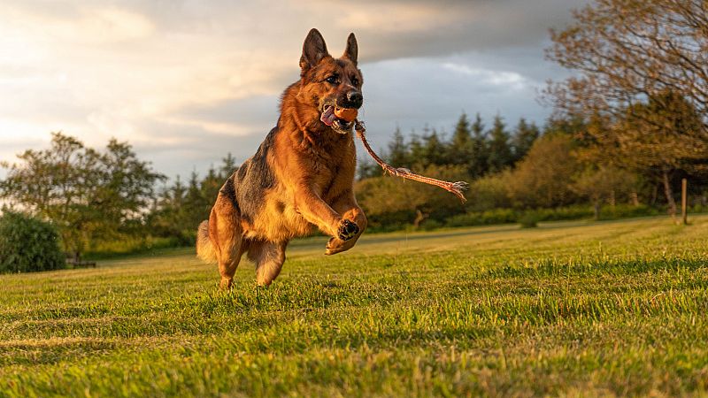 Así se adiestra a los perros para que rastreen los casos de coronavirus