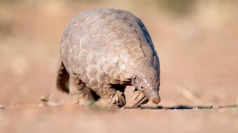 Día Internacional del Pangolín: el animal estigmatizado por el coronavirus, en peligro crítico de extinción