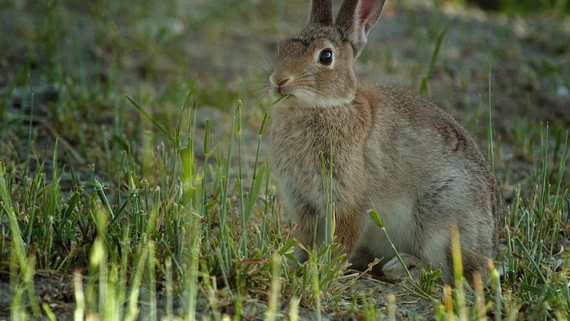 ¿Cuándo se empezaron a domesticar los conejos?