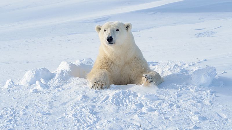 El oso polar y la degradación de su hábitat