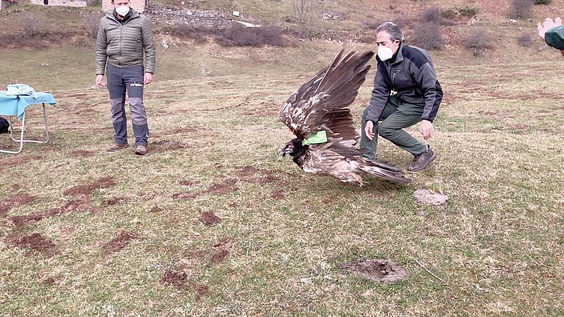 La Fundación Quebrantahuesos devuelve a Picos de Europa a "Aquilón"