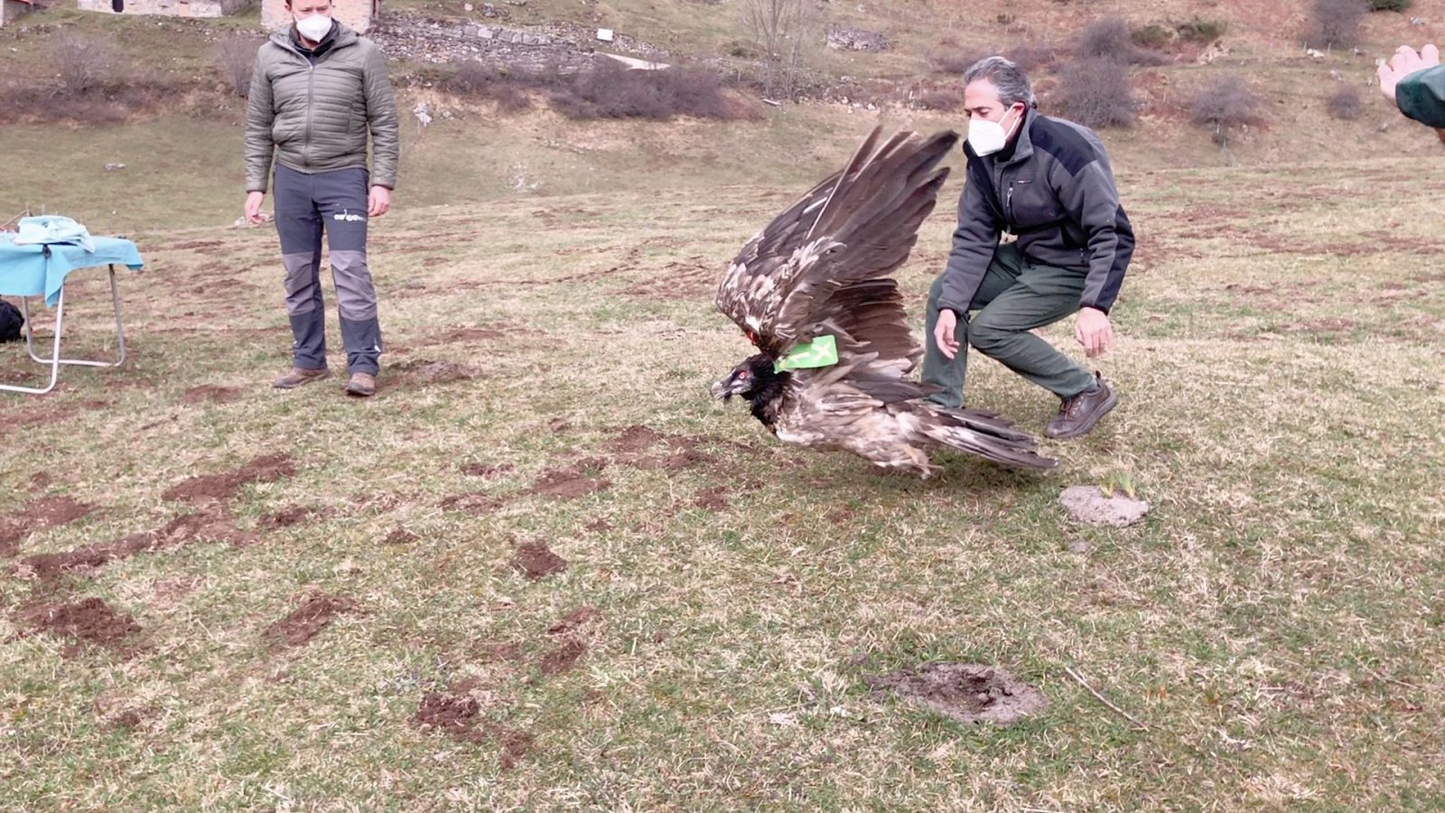 "Aquilón" ha vuelto a su hábitat, cerca de Espinama, en los Picos de Europa