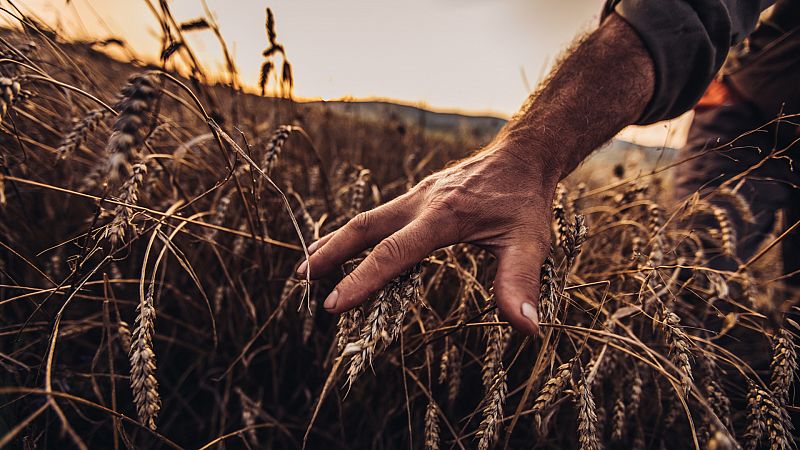 Los cereales y los retos medioambientales a los que se enfrentan