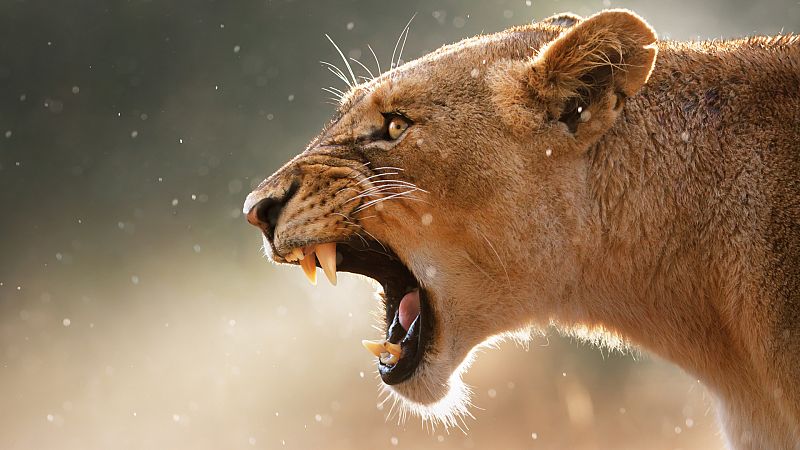 Hembras alfa: ¿qué especies de animales se rigen por ellas?