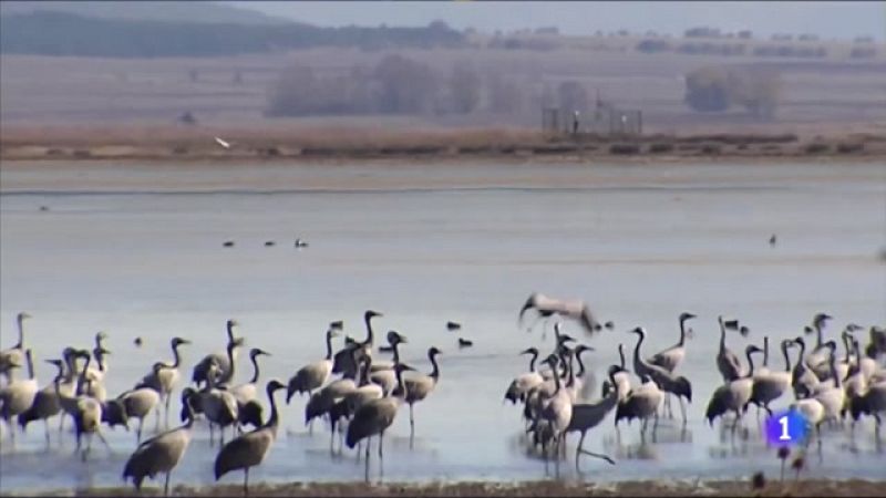 Los humedales juegan un gran papel para mejorar la biodiversidad