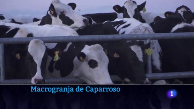 Greenpeace denuncia la macrogranja de Caparroso