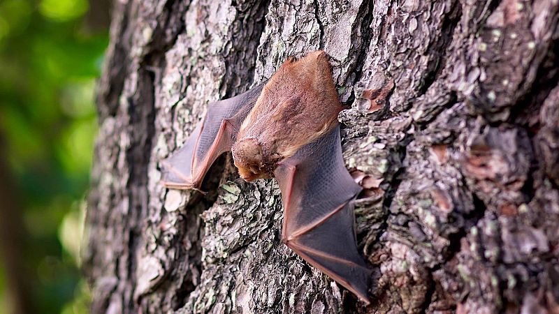 ¿Por qué los murciélagos son vitales en la naturaleza?