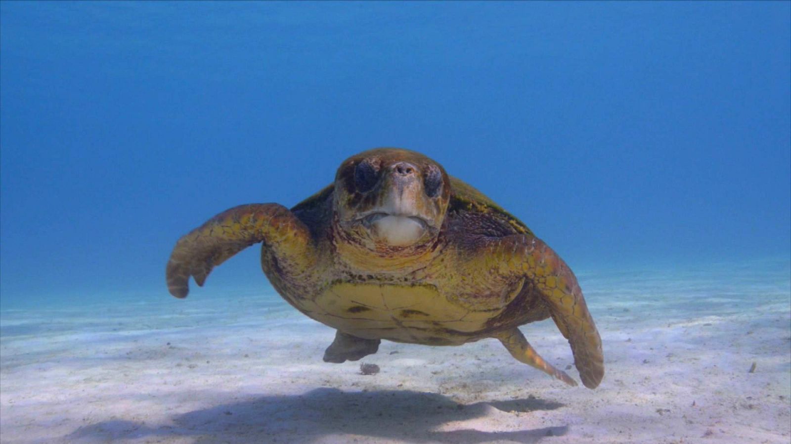 ¡Qué animal! - La lucha de la tortuga boba por sobrevivir entre plásticos