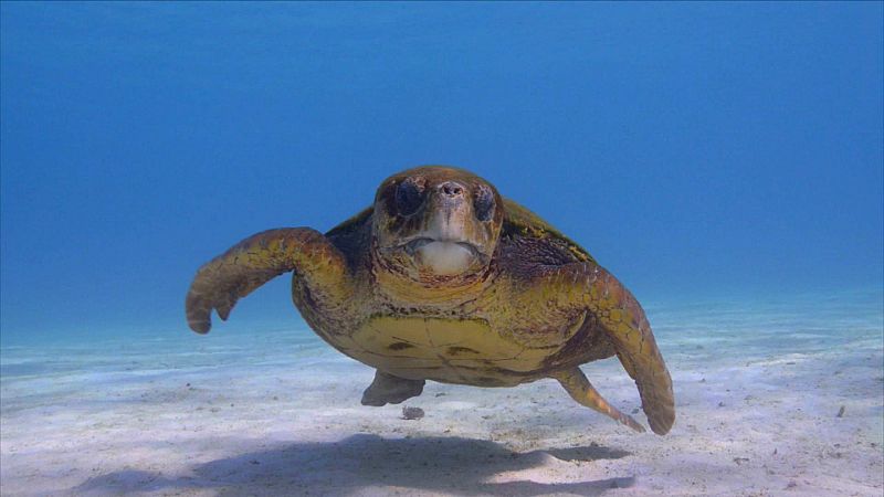 La lucha de la tortuga boba por sobrevivir entre plásticos