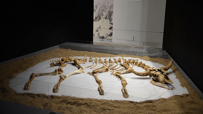 El Museo Altamira expone esqueletos íntegros de renos, ciervos y bisontes prehistóricos
