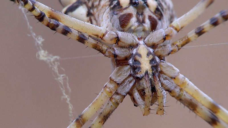 Los secretos de las telarañas