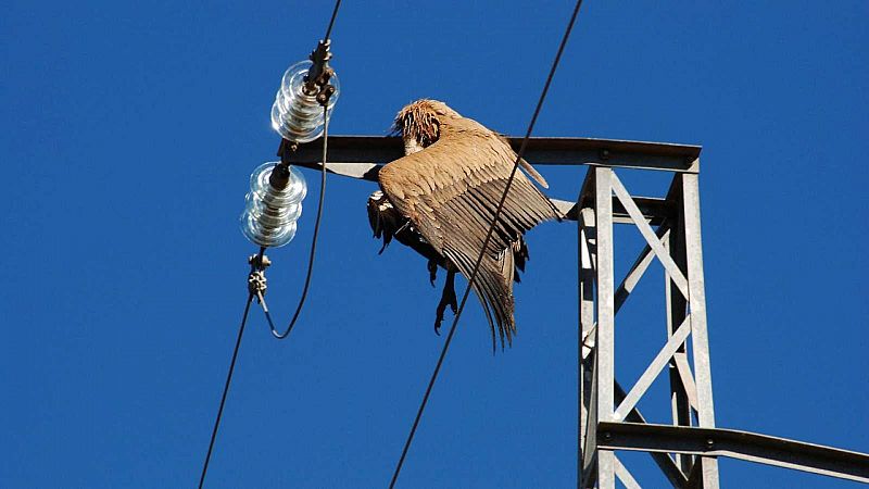 La Fiscalía se querella contra Endesa por las aves muertas en líneas eléctricas