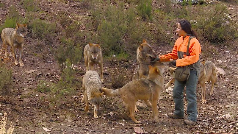 'Comando actualidad' aborda la inclusión del lobo en la lista de animales protegidos