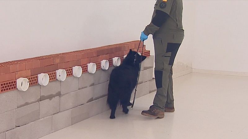 Perros que detecten la COVID-19: el adiestramiento militar del pastor alemán 'Soco'