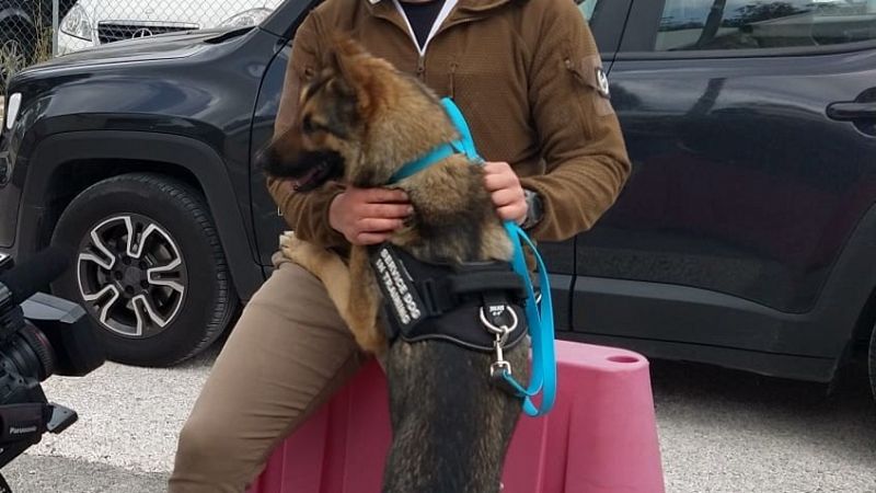 Perros rastreadores de Covid, la esperanza en Italia para la desescalada